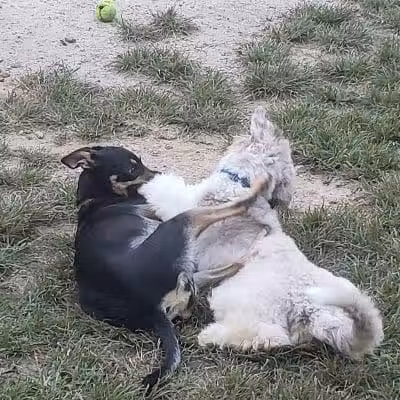 Central Park County Dog Park - Morris Plains, NJ