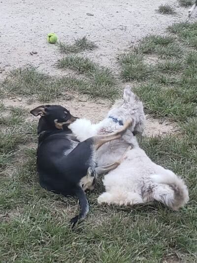 Central Park County Dog Park - Morris Plains, NJ