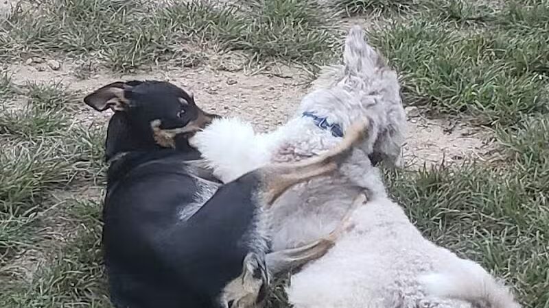 Central Park County Dog Park - Morris Plains, NJ