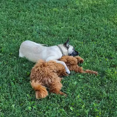 Central Park County Dog Park - Morris Plains, NJ