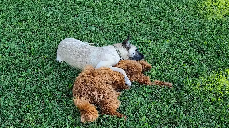 Central Park County Dog Park - Morris Plains, NJ