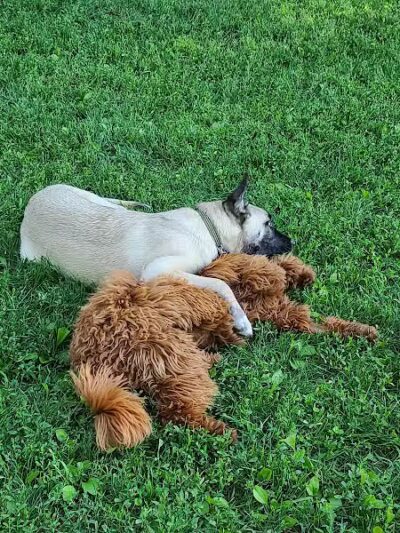 Central Park County Dog Park - Morris Plains, NJ