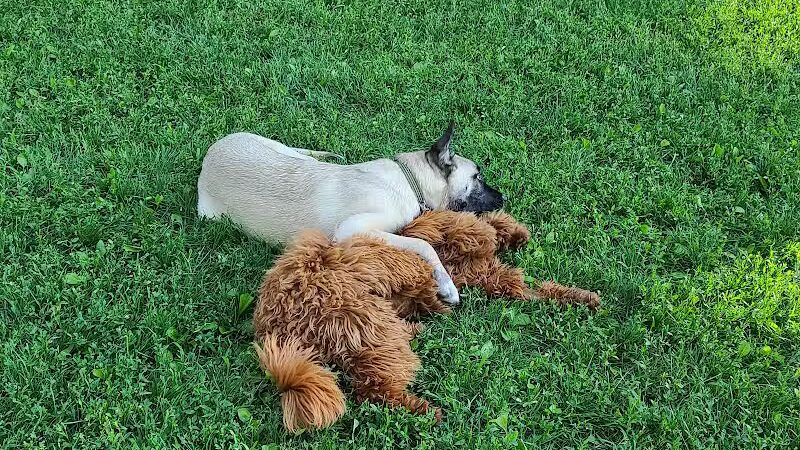 Central Park County Dog Park - Morris Plains, NJ