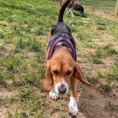 Central Park County Dog Park - Morris Plains, NJ
