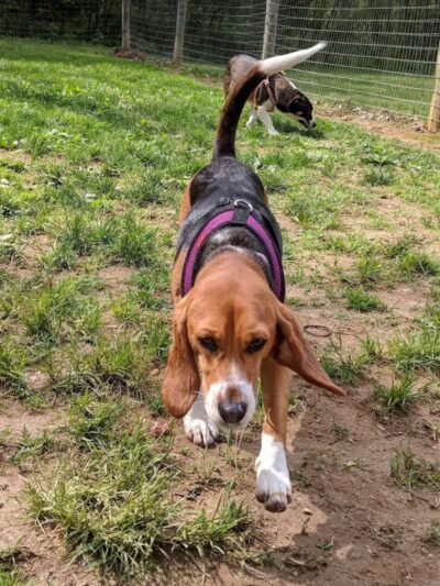 Central Park County Dog Park - Morris Plains, NJ