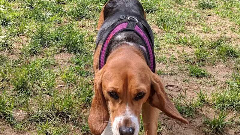 Central Park County Dog Park - Morris Plains, NJ