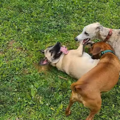 Central Park County Dog Park - Morris Plains, NJ