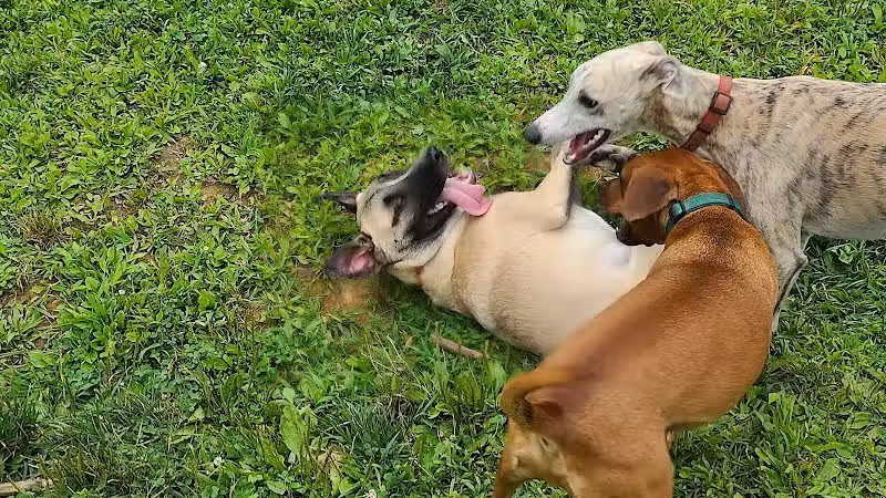 Central Park County Dog Park - Morris Plains, NJ