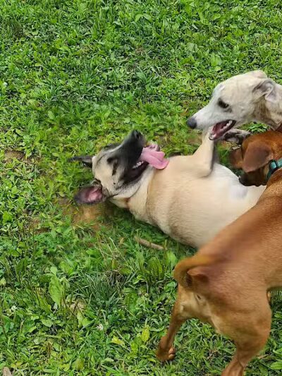 Central Park County Dog Park - Morris Plains, NJ