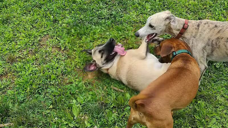 Central Park County Dog Park - Morris Plains, NJ