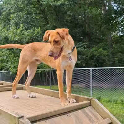 Central Park County Dog Park - Morris Plains, NJ