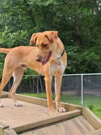 Central Park County Dog Park - Morris Plains, NJ