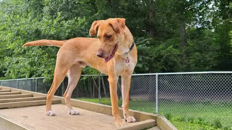 Central Park County Dog Park - Morris Plains, NJ