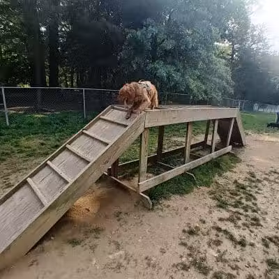 Central Park County Dog Park - Morris Plains, NJ