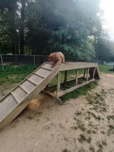 Central Park County Dog Park - Morris Plains, NJ