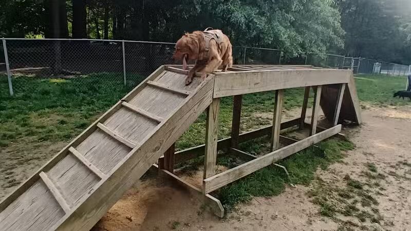 Central Park County Dog Park - Morris Plains, NJ