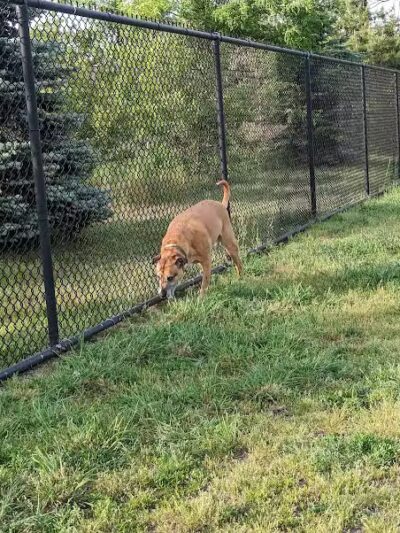 Morrisville Dog Park - Morrisville, PA