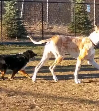 Morrisville Dog Park - Morrisville, PA