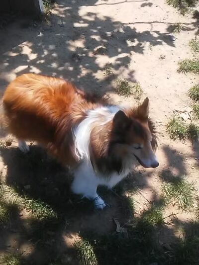 Morrisville Dog Park - Morrisville, PA