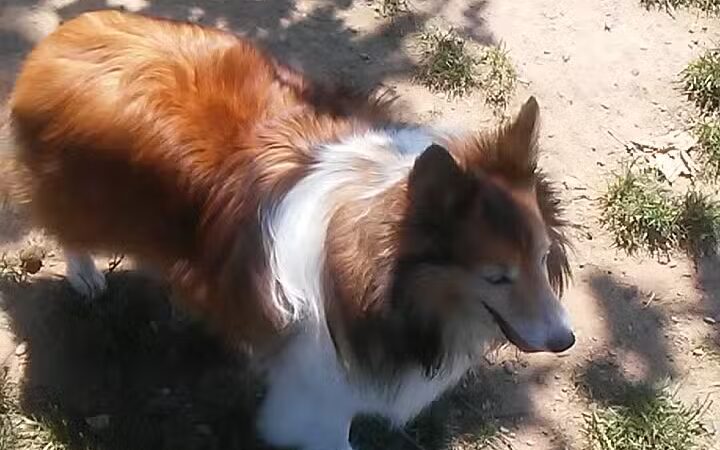 Morrisville Dog Park - Morrisville, PA