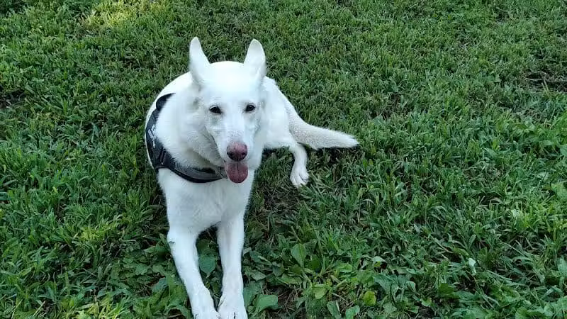 Morrisville Dog Park - Morrisville, PA