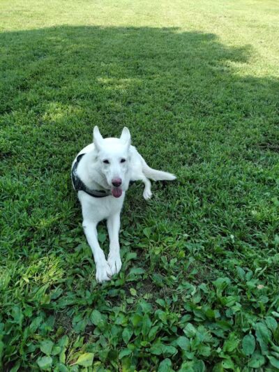 Morrisville Dog Park - Morrisville, PA