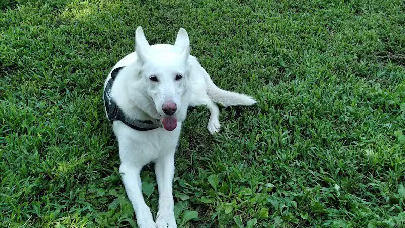 Morrisville Dog Park - Morrisville, PA