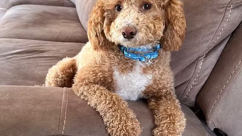 Country Lane Pet Resort - Moscow, OH