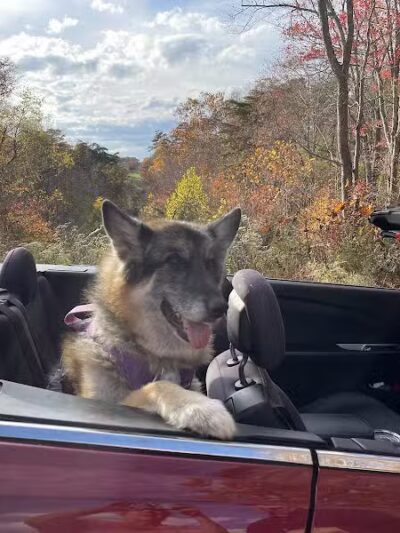 Country Lane Pet Resort - Moscow, OH