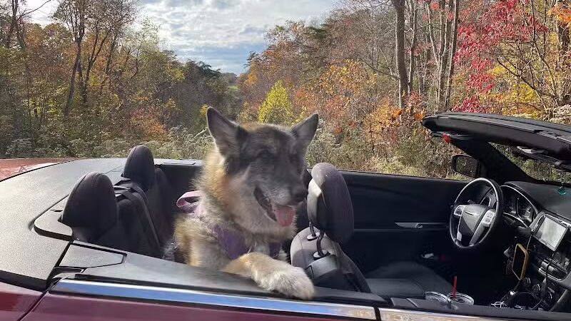 Country Lane Pet Resort - Moscow, OH