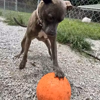 Country Lane Pet Resort - Moscow, OH