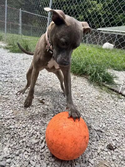 Country Lane Pet Resort - Moscow, OH