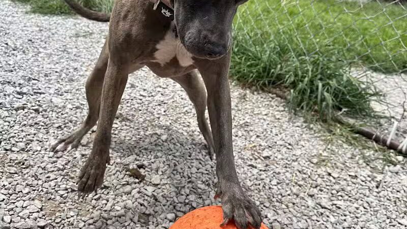 Country Lane Pet Resort - Moscow, OH