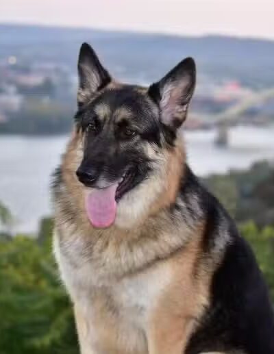 Country Lane Pet Resort - Moscow, OH