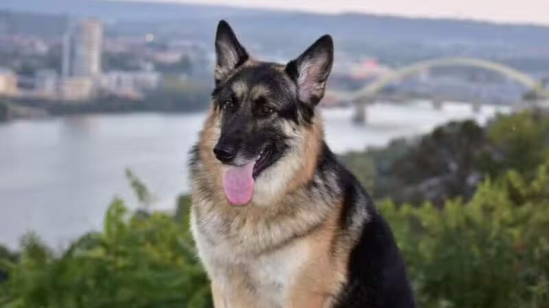 Country Lane Pet Resort - Moscow, OH