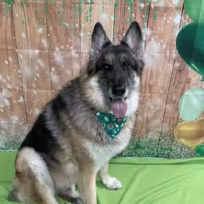 Country Lane Pet Resort - Moscow, OH