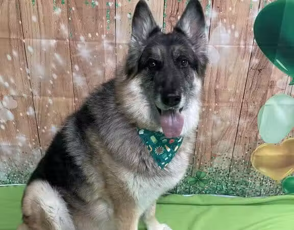 Country Lane Pet Resort - Moscow, OH
