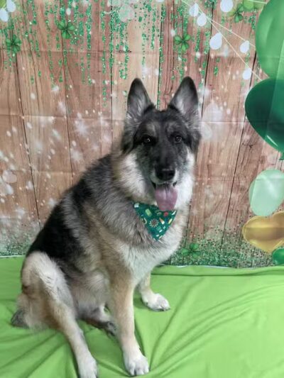 Country Lane Pet Resort - Moscow, OH