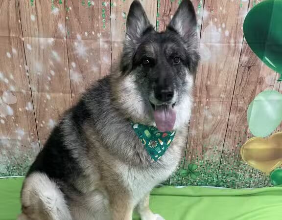 Country Lane Pet Resort - Moscow, OH