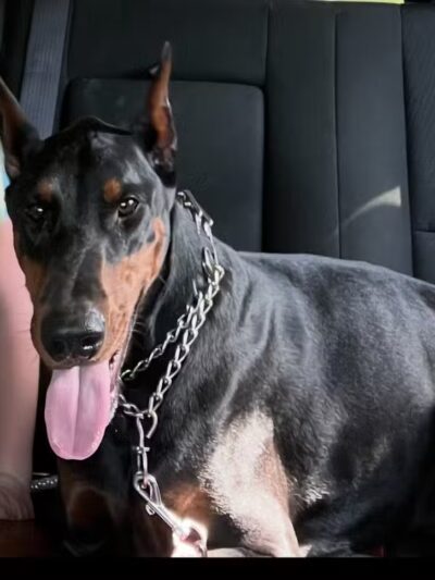 Country Lane Pet Resort - Moscow, OH