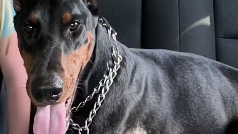 Country Lane Pet Resort - Moscow, OH