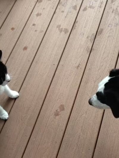 Country Lane Pet Resort - Moscow, OH