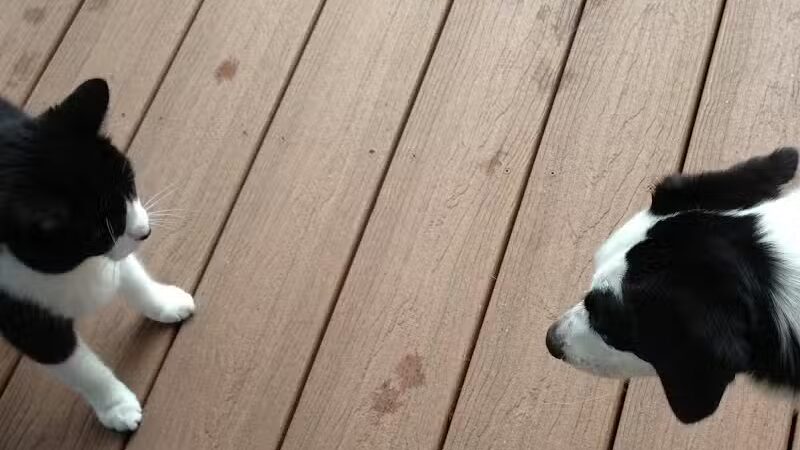 Country Lane Pet Resort - Moscow, OH