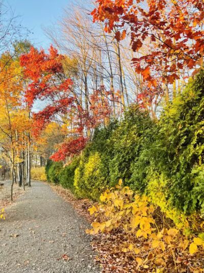 Wright Township Dog Park - Mountain Top, PA