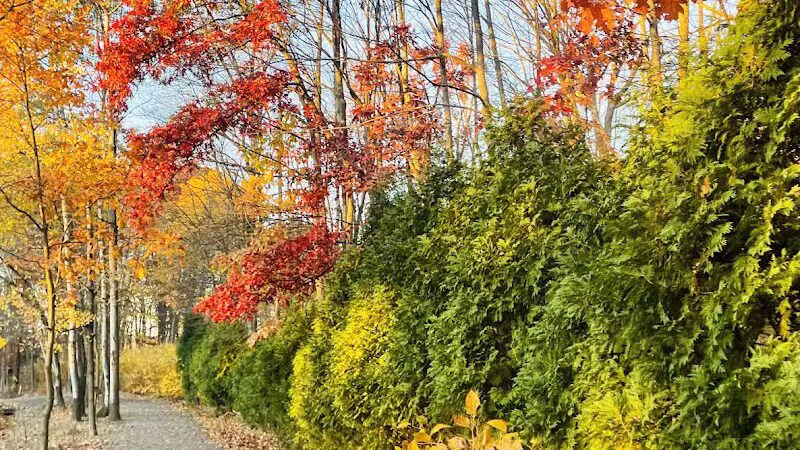 Wright Township Dog Park - Mountain Top, PA
