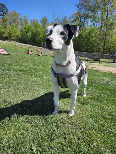 Wright Township Dog Park - Mountain Top, PA