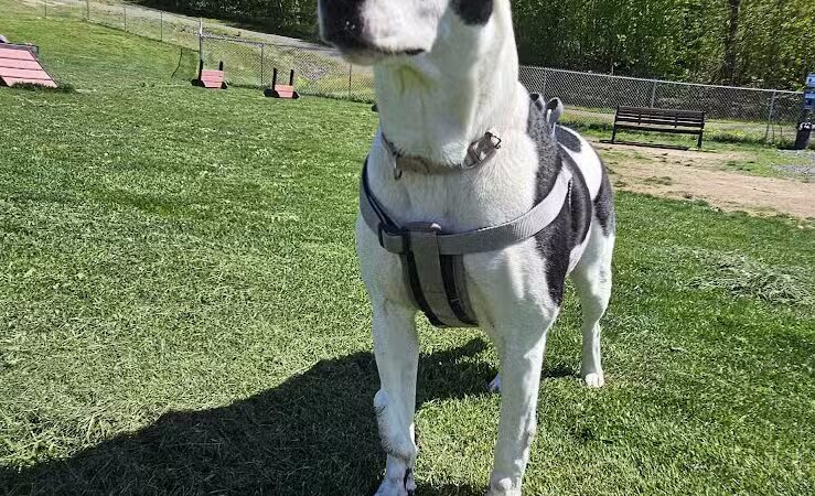 Wright Township Dog Park - Mountain Top, PA