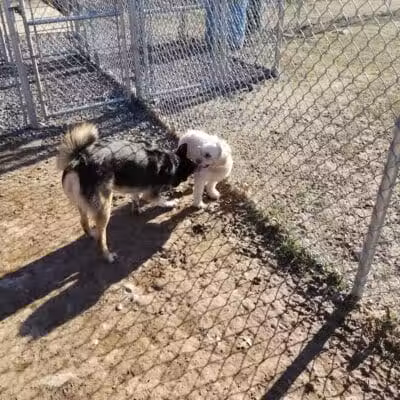 Wright Township Dog Park - Mountain Top, PA