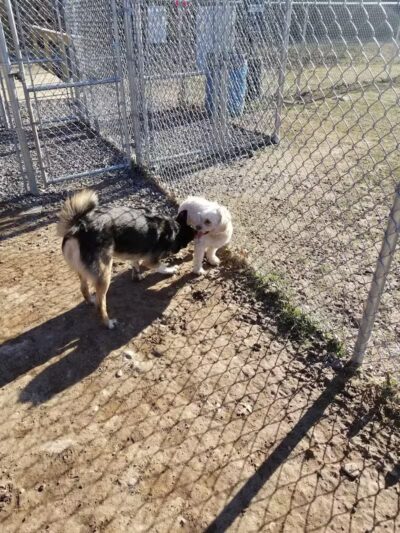 Wright Township Dog Park - Mountain Top, PA