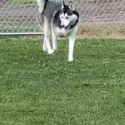 Wright Township Dog Park - Mountain Top, PA